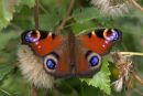 Peacock_Butterfly